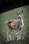 Nature Roe Deer Forest Fallow