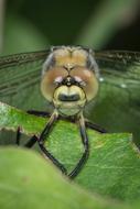 Macro Nature Dragonfly