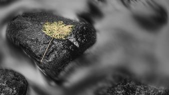 Black And White River Nature