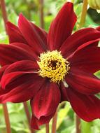 Garden Flower Summer