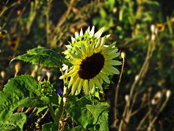 Flower Sunflower Nature Ornamental