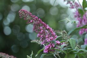 Lilac Purple Plant