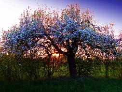 Tree Spring Nature