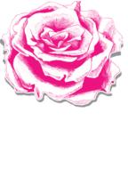 rose flower pink floral element
