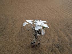 Plant Sand Nature Dune