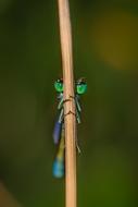 Dragonfly Close Up Insect