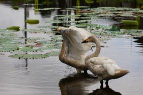 Lake Waterfowl