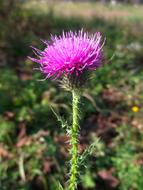 Thistle Wild Plant