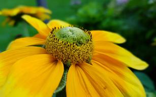 closeup picture of yellow summer flower
