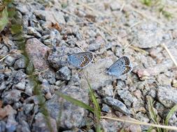 Butterflies on Blue Stone