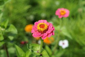 pink Flower Blossoms and greenery