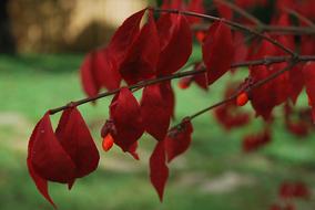 Burning Bush Red Leaves
