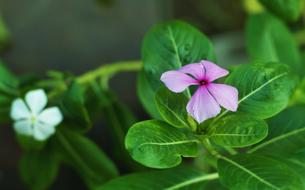 a little pink flower on a green leaf