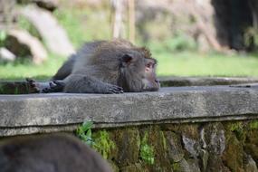 Monkey Bali Nature Animal