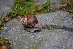 Animals Snail House