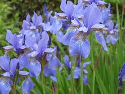 closeup photo of Iris Blue flowers in garden