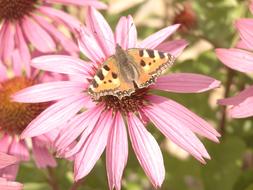 Flower Butterfly Pink