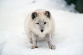 Artic Fox Mammal