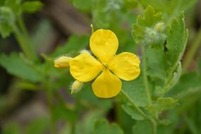 Yellow Flower Button Spring