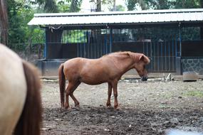 Horse Wildlife Nat Geo