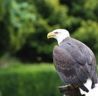 Bald Eagle Bird