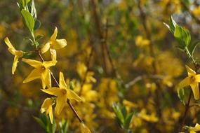 Forsythia Flowers Spring