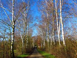 Spring The Path Spacer