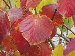 Autumn Leaf Red Hazel