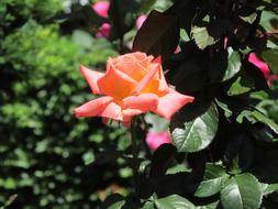 Rose Flower in summer