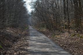 Forest Path Landscape Trail