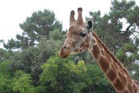 Giraffe Tree