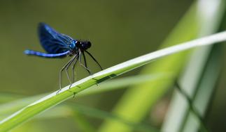 Dragonfly Insect