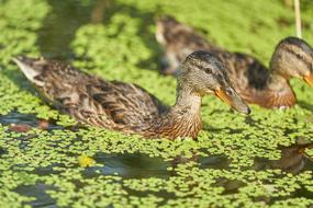 Duck Pond Water Bird