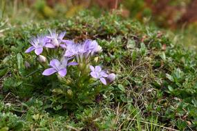 Alpine Plant Delicate Hairs