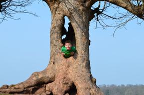 boy in a green t-shirt in a hollow of a large tree