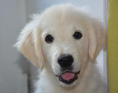 Puppy Dog Golden Retriever