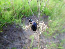Beetle Insect Grass