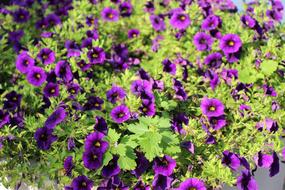Purple Flower Plant Violet