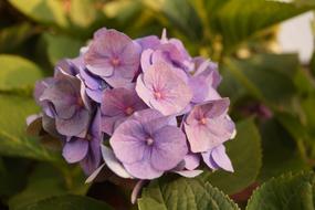 purple blooming flowers closeup photo