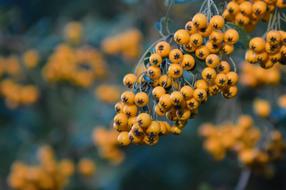 yellow berries on the branches background