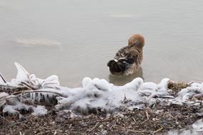 Snow Landscape Nature