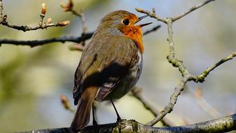 Bird Nature Forest