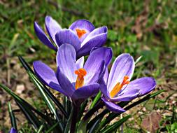 Flower Meadow Spring