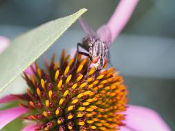 Fly Insect Macro