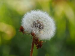 fluffy dandelion on a stalk
