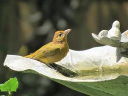 Bird Yellow Wildlife Close