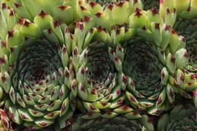 Plant Fat