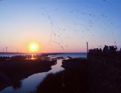 Spider Web The Evening Sun Harbor