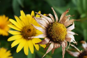 Summer Meadow dried Flowers