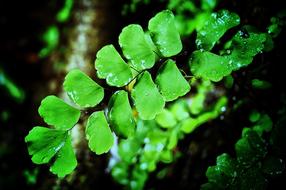 Nature Greenery Shade